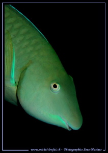 Parrot Fish... :O)... by Michel Lonfat 
